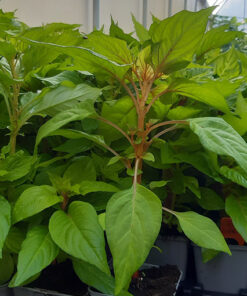 30351fdd9e38c058eca4d658c8cc29ff