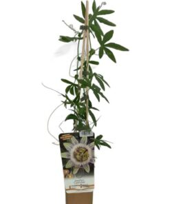 94193ad373c537f97c860a393a8d9541