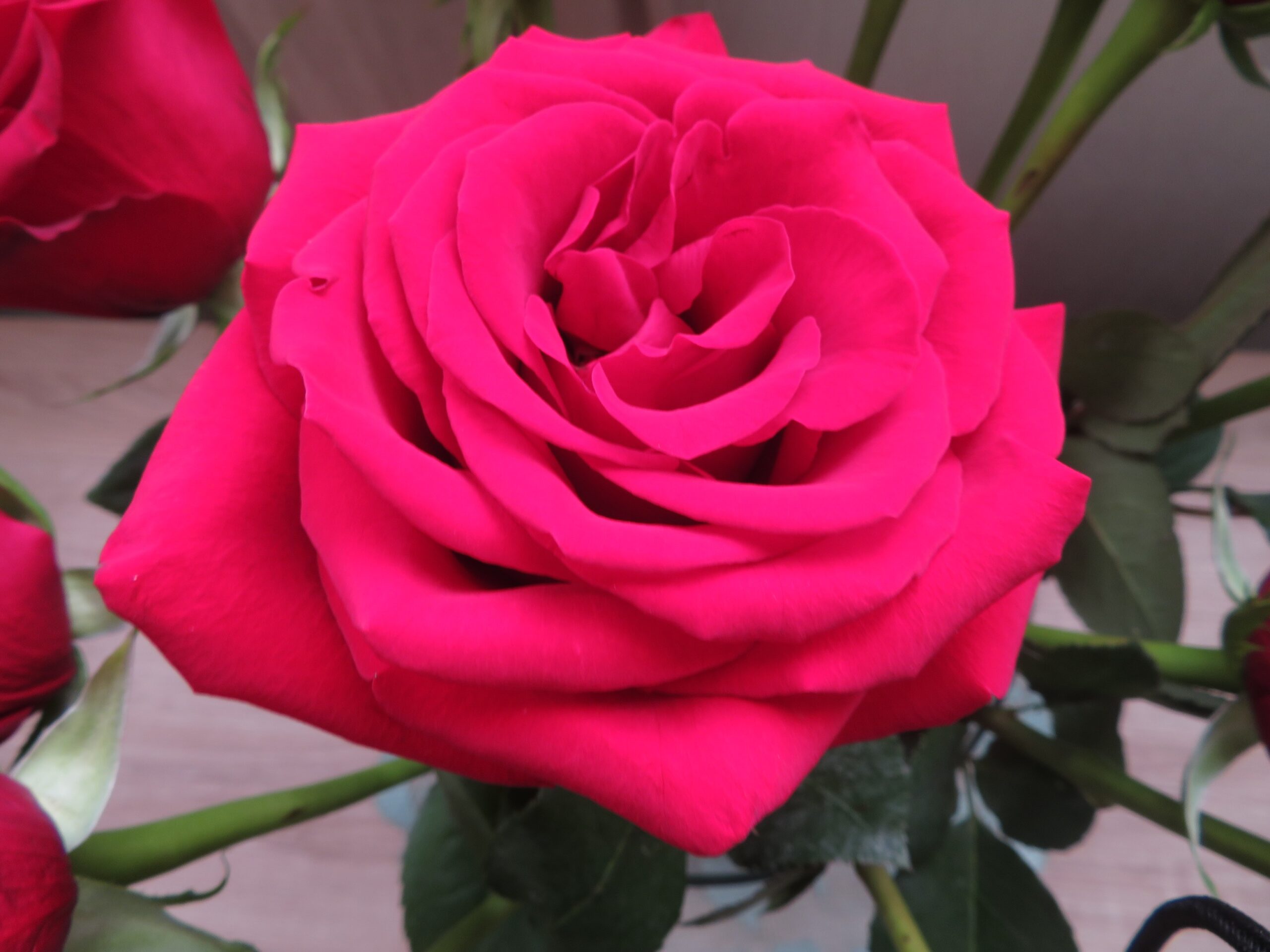 20d77dd655de4ff0abd1b4c3495056c5