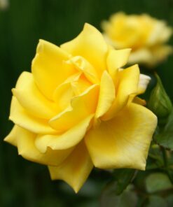 c8096b265dcb392eb3ad81e4ad6b7589