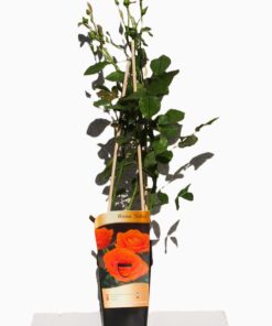 142278466748d185971329bbad48b26a