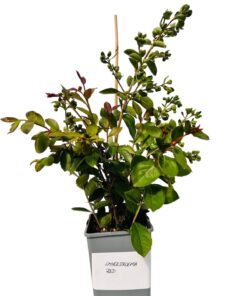 6ac345aef6a8b3ff5e557c868e2c02d7