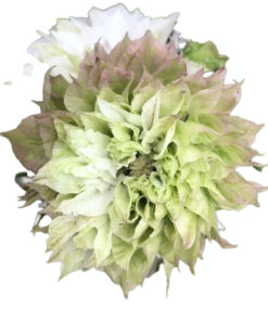 46cb233b590b9cbe9a885799de099cfa