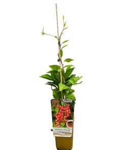 d83de3b069aa3346cadc1c350205c8d1