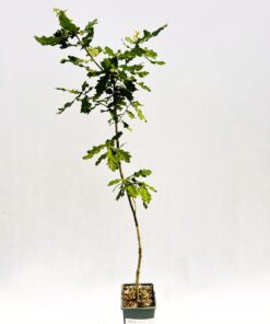 4f88de7d8d1c8027ead1200d0bc2dba9