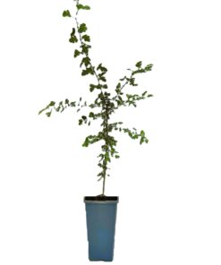 6db9b4d9fd8b0c308627301dc1fd8be2