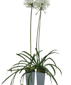 fc8434395d685b6718261bf1bf4ed152