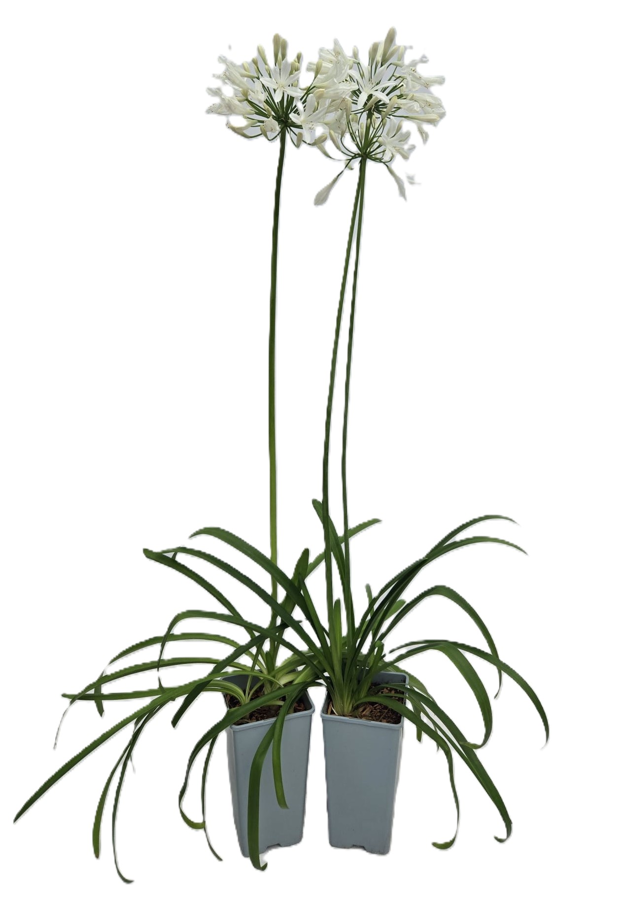 fc8434395d685b6718261bf1bf4ed152