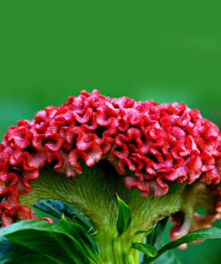 fc9f3de14d4d69b0e365e9a03f6fce95