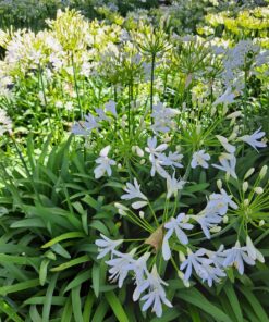 337bba7815e7e7f07501f012c315e2f9