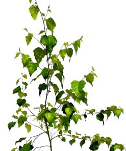 d5daf3c699e0619c3b267ea96651d0c8