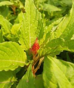 025a5d91040e216945bf421761fd7259