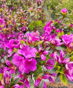 98eb8e3b2a08d50c7c66be0780b4222e