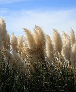 75610bb8c3acbcf45e1704e8043e22be