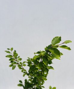 649962b867e9b813dfb4a4221723ef23