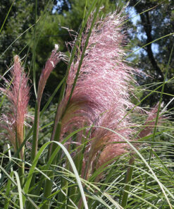 8e644e97fb56d3974c8c2ba16fd208a9