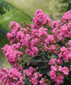 1009815ef77f495cb783c0695014bb87