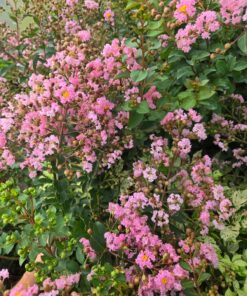 5e11e3931d36394dae3f650c87095c76