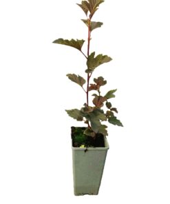 69b904a8f6bed44225290158c965673d