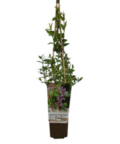 245fa8ce7f7d08703822e5ad98a247a0