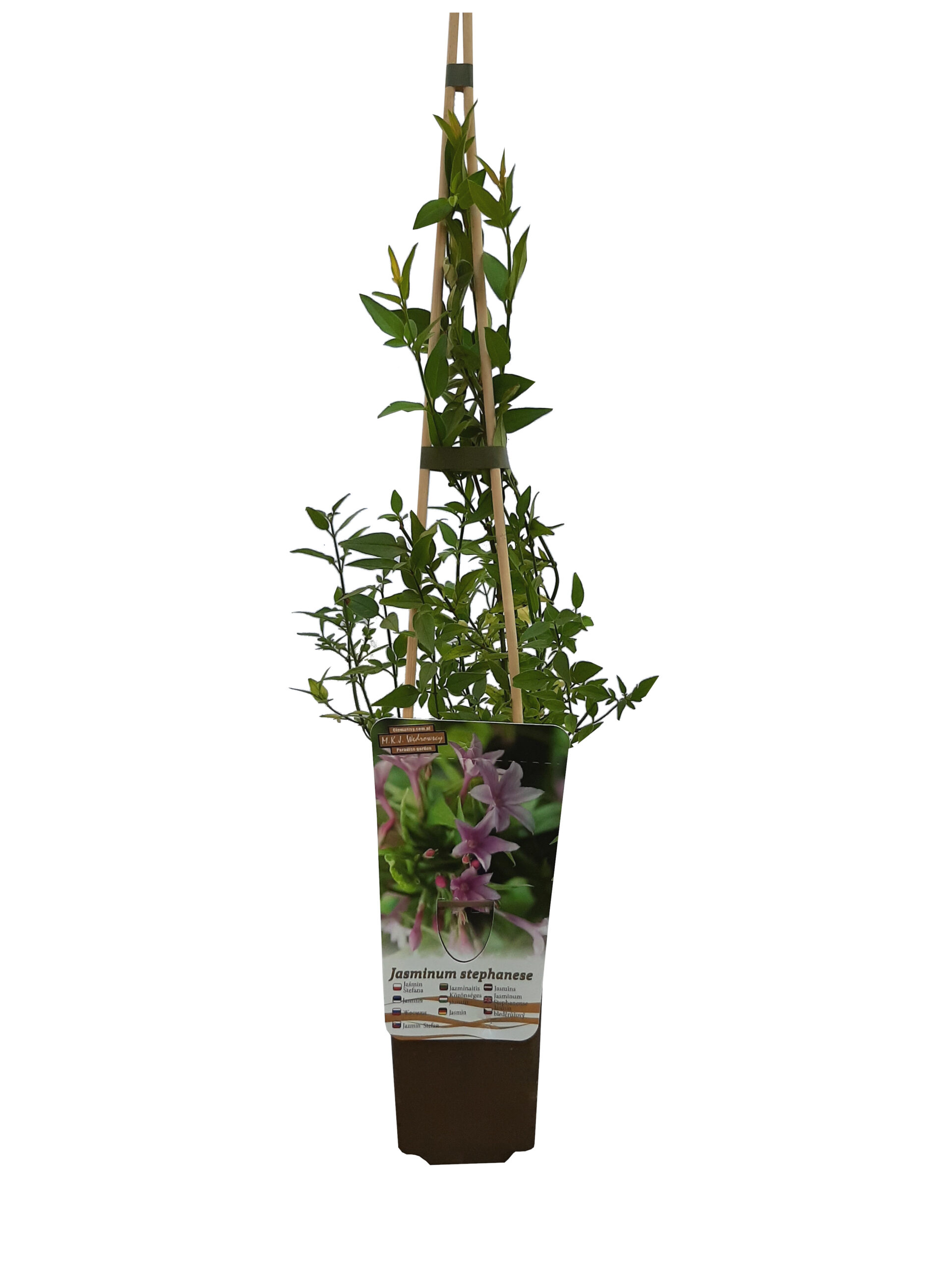 245fa8ce7f7d08703822e5ad98a247a0