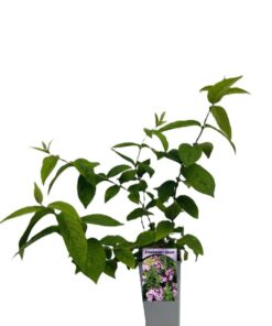 defd32affe0c5f047397191f9cad684d