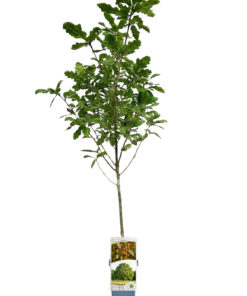 6e1a39e63079a95990ac78a6f5540299