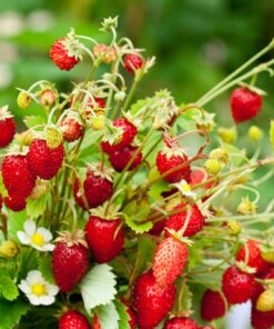 a8e312ee2e01bc816e8ac93ad9f0782e