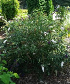 f9e131bcdc9ac382976f2262457d560d