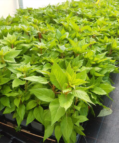 d8ed6a97206f8a057736e7bde56f4747