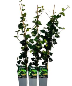 0da4e353f68bc8e09d8d9cdaae8eb72c