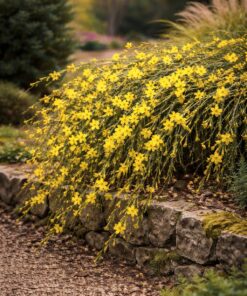 1108afe656070a4da08c544dbedd2ade