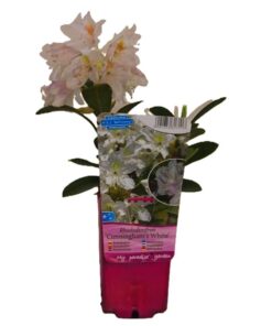 b49c35692da06c376de669a37de499c4