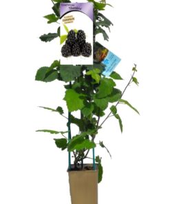 2bc0a1b3de26edf8ec0976d864a68012