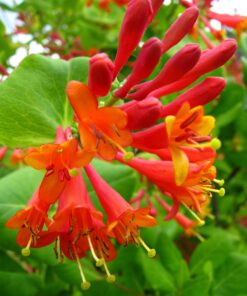 933c1f1c5ac63ec5657558a238b9ec15