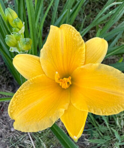 a06f9b4e96c072fce80af11fef060900