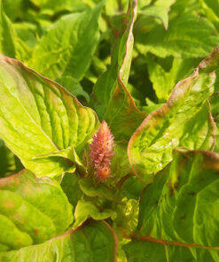 ffa7488a35229173603df1107b79b090