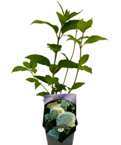 230e7b3b30c3ea8182726c3fc8c907a5