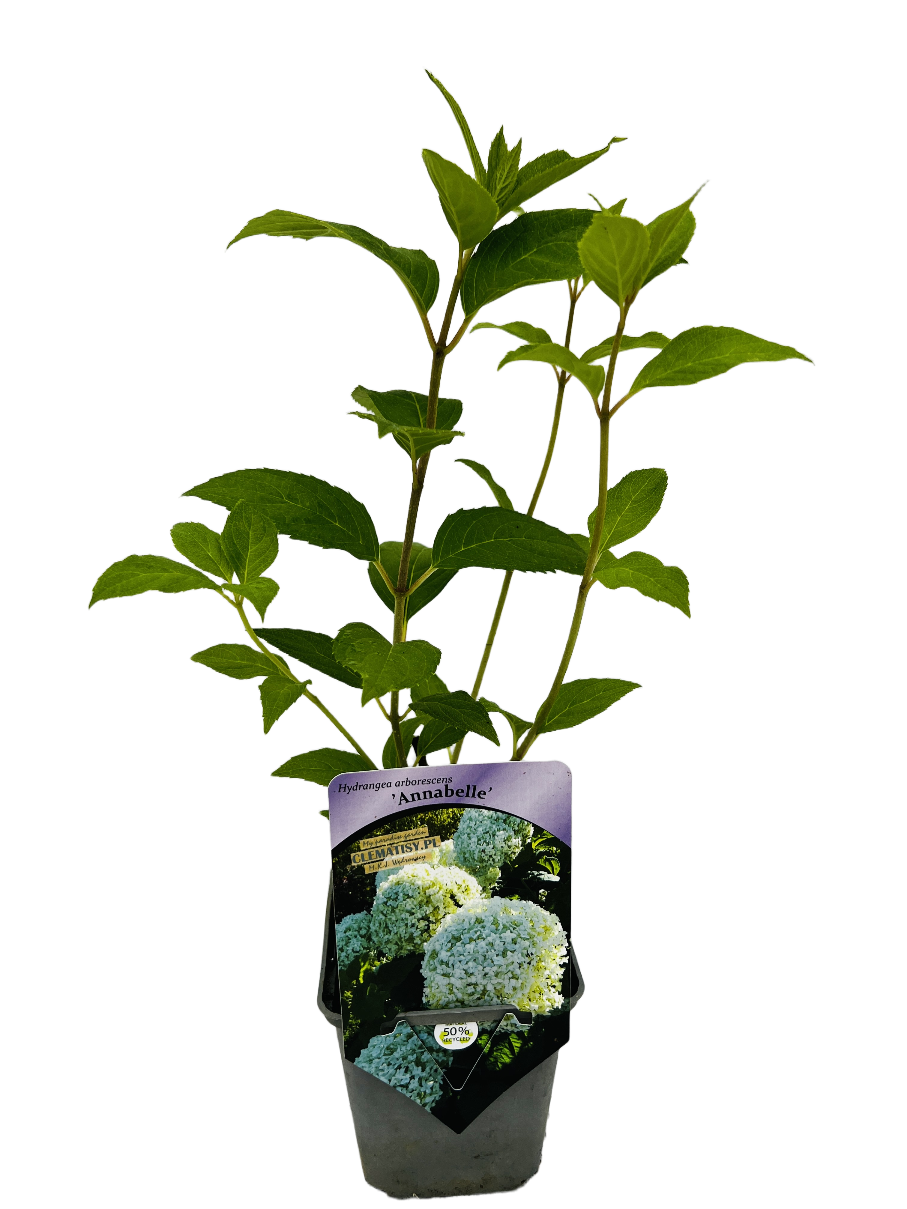 230e7b3b30c3ea8182726c3fc8c907a5