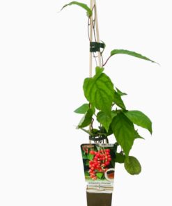 c58b609cafc1e72cfa6d17ee827839c8