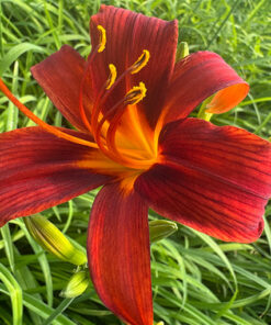 23e323669c40a80604183ff27692a86e