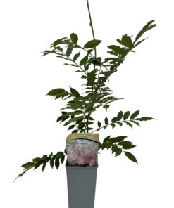 d2c2a59d80c5d1154c1eb100ff7711b8