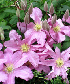 57c59bab9624e8ca338a0dec0a887eae