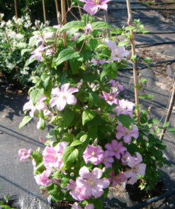 b70077350f46e84aefdfc3e5f3b96edb