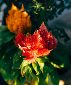 7d0c4c6019558fda9c860cf279ed0845