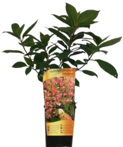 37cfc26997d4b4a974fa2c1617f4c7f4