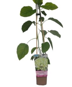 c4ecbab5e7a7d07c9c00b4d58e26fb05