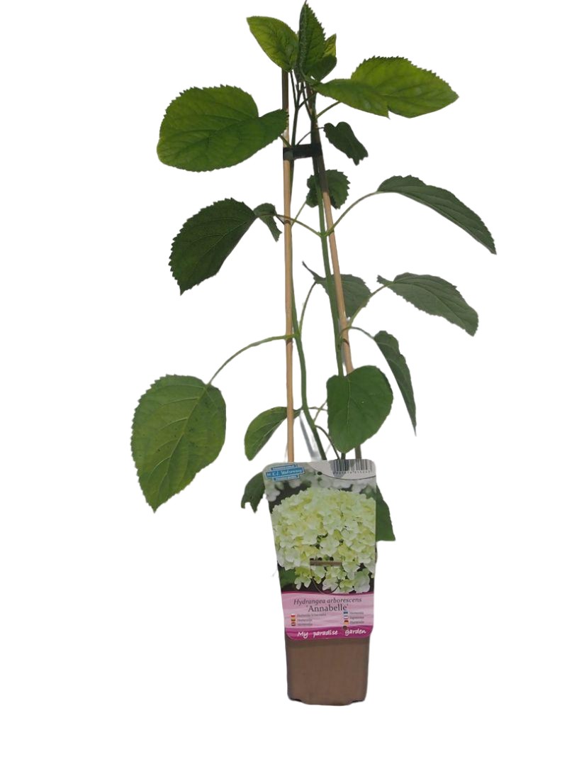 c4ecbab5e7a7d07c9c00b4d58e26fb05