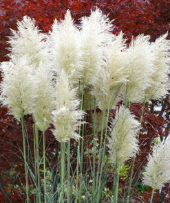 58873c93e8cb7cc91f6f303317993541