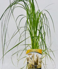 ec5a3f797670379edfcd71e810cc86d4